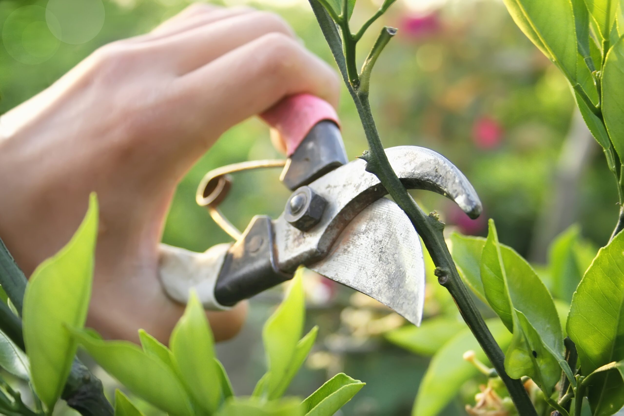 Pruning Branches in the Yard
