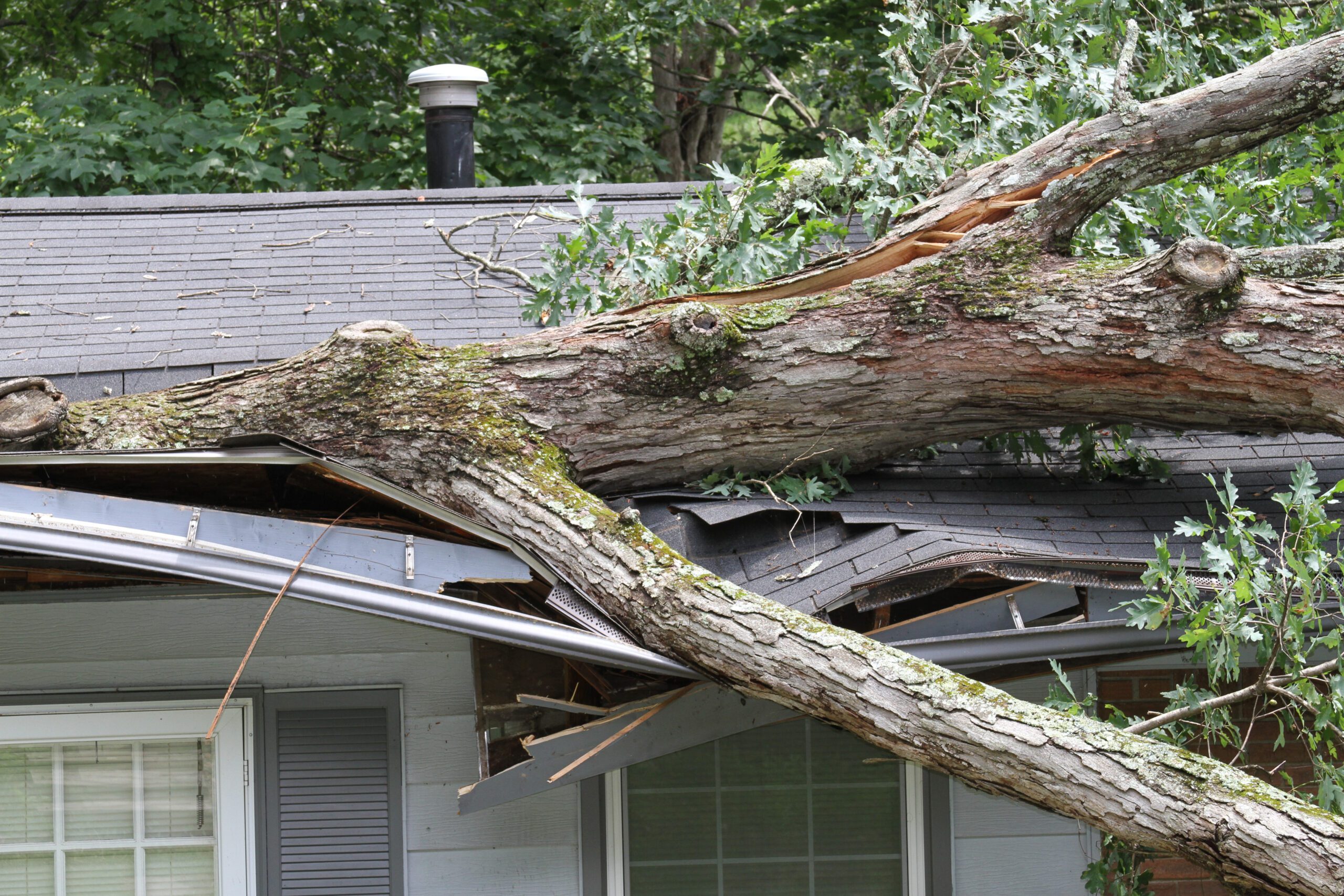 House Roof Crushed By a White Oak Tree