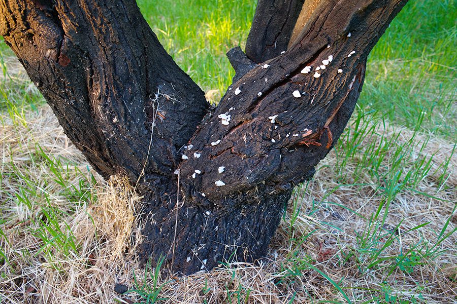 Old Rooted Tree