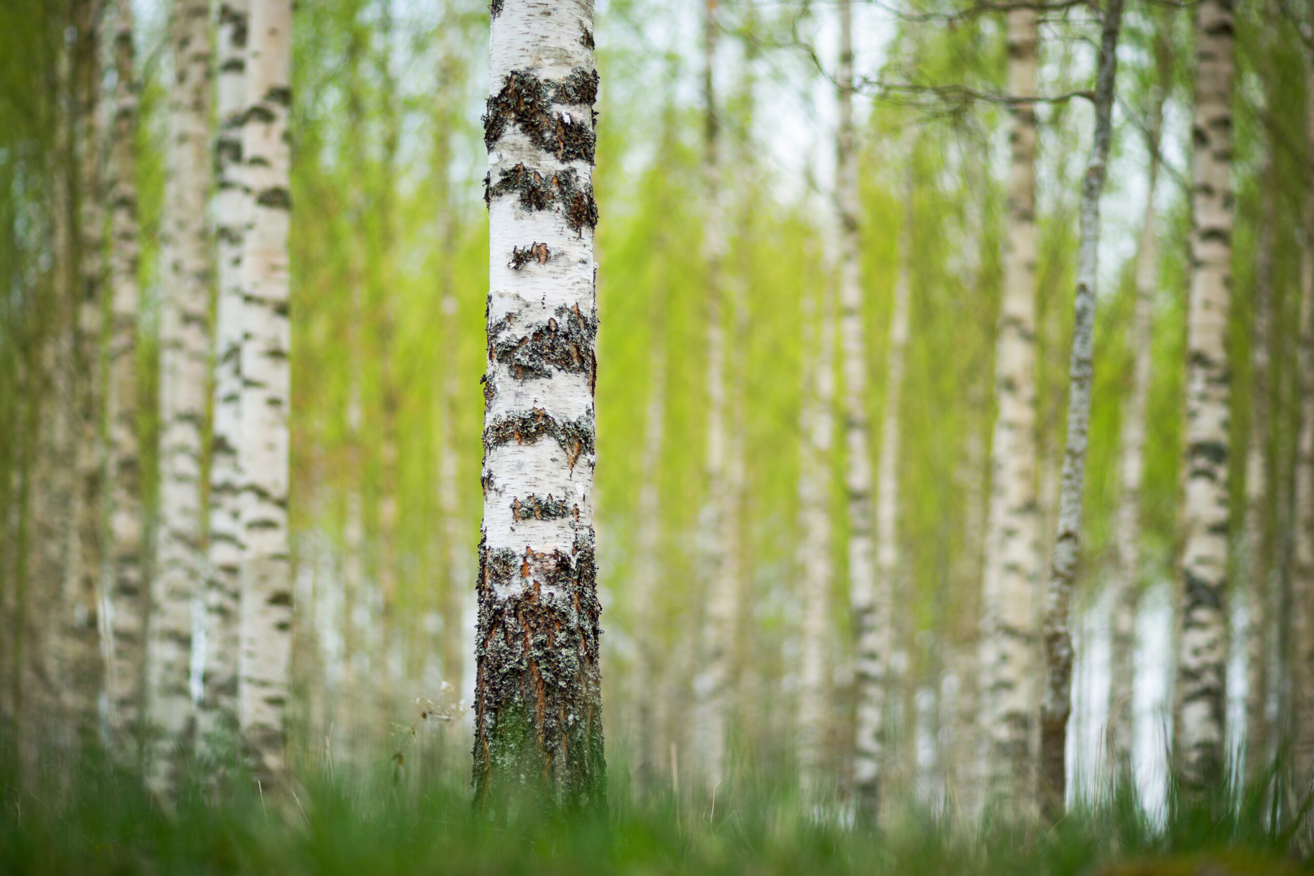 Trunk of Birch Tree in Swedish Forest
